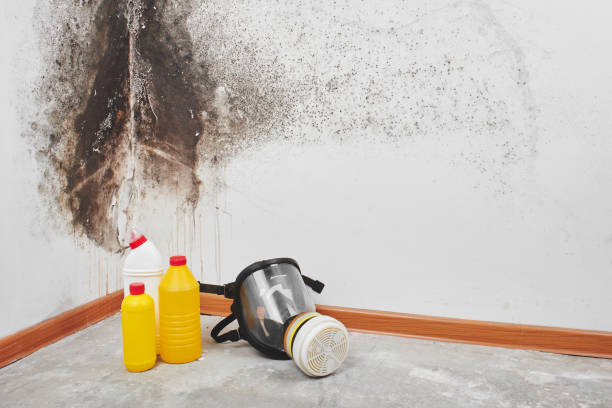 Best Mold Cleaning Services  in Moraga, CA