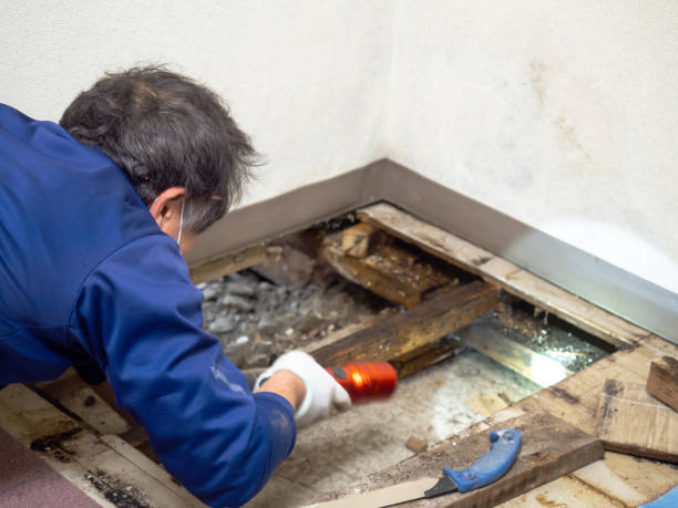 Best Mold Removal Company Near Me  in Moraga, CA