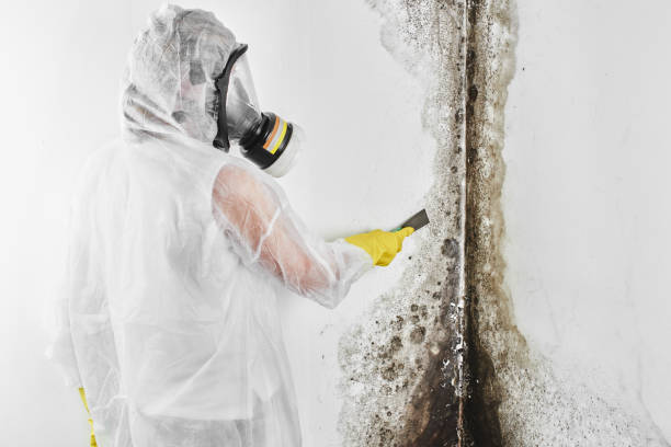 Best Mold Removal Near Me  in Moraga, CA