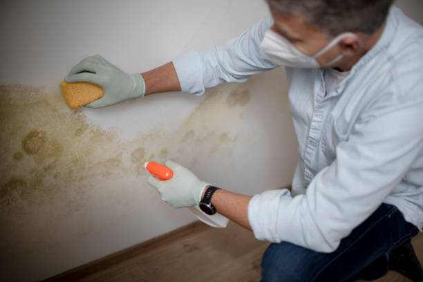 Best Affordable Mold Removal  in Moraga, CA