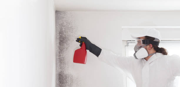 Best Home Mold Removal  in Moraga, CA