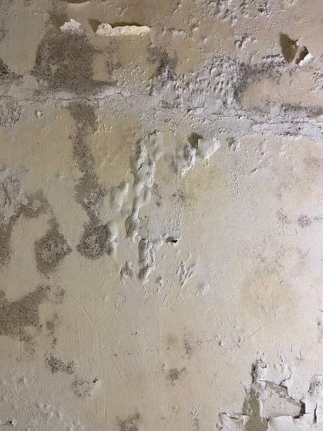Office Mold Removal Services in Moraga, CA
