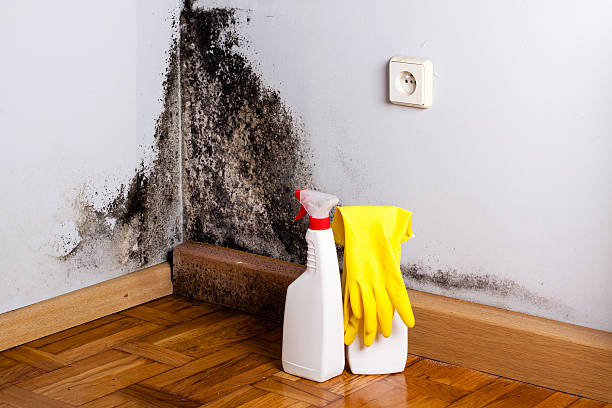 Best Mold Removal and Inspection  in Moraga, CA