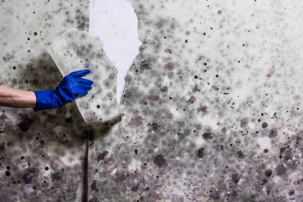 Best Residential Mold Removal  in Moraga, CA